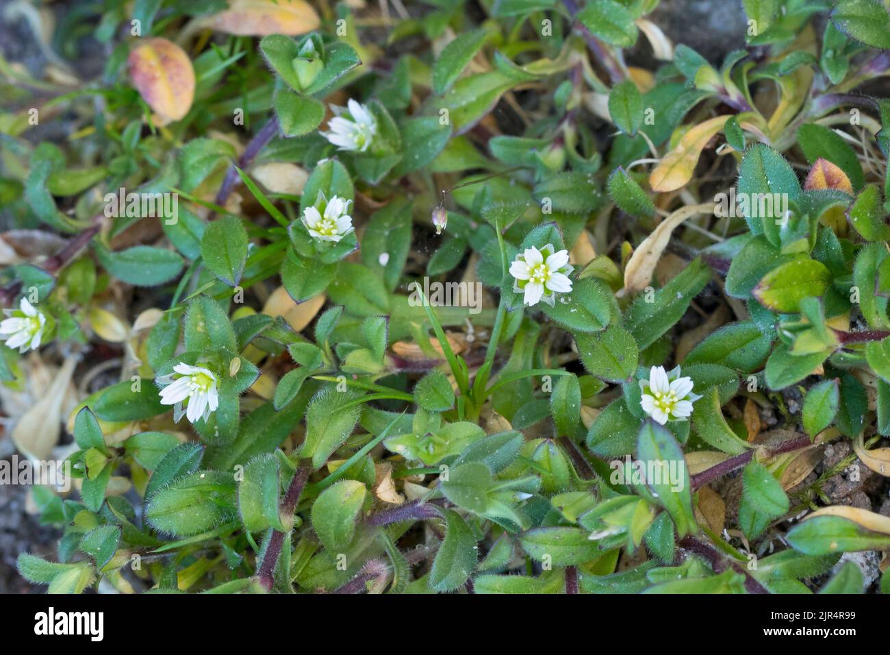 La petite souris-oreille, cinq étamines souris-oreille chiche (Cerastium semidecandrum), pousse dans les trous de pavage, Allemagne Banque D'Images