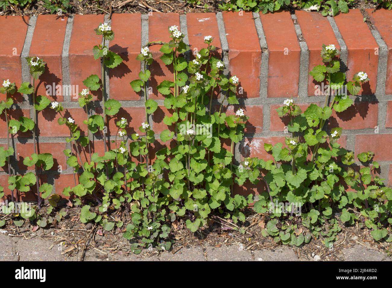 La moutarde à l'ail, l'ail de couverture, Jack-by-the-hedge (Alliaria petiolata), pousse dans un trou de pavage le long d'un mur, en Allemagne Banque D'Images