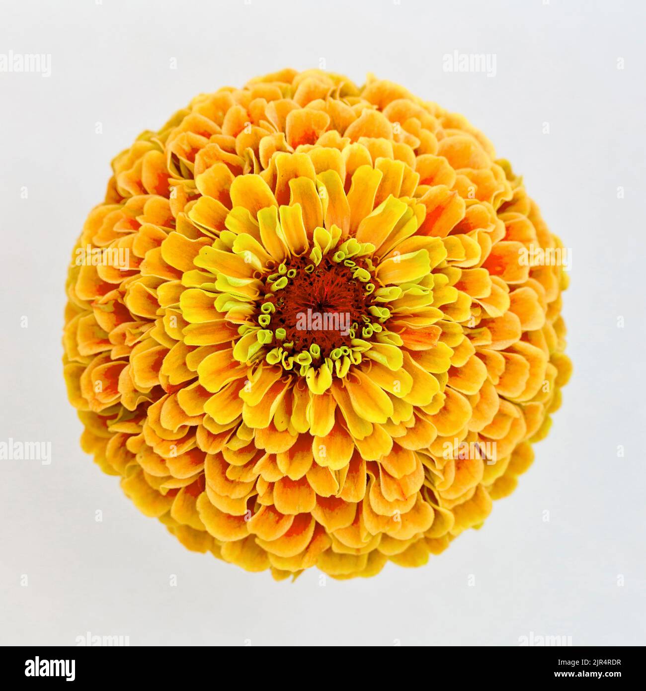 Zinnia, jeunes et vieux-âge, Zinnia commune (Zinnia elegans), inflorescence, découpe Banque D'Images