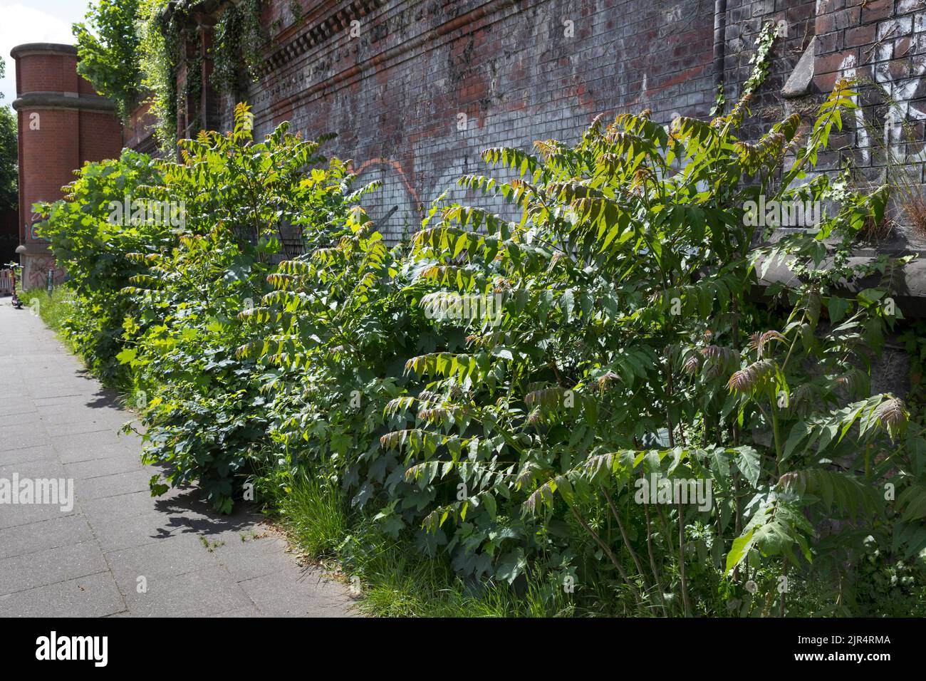 Arbre du ciel, arbre du ciel (Ailanthus altissima, Ailanthus glandulosa), croissance de la souche le long d'un mur, Allemagne Banque D'Images