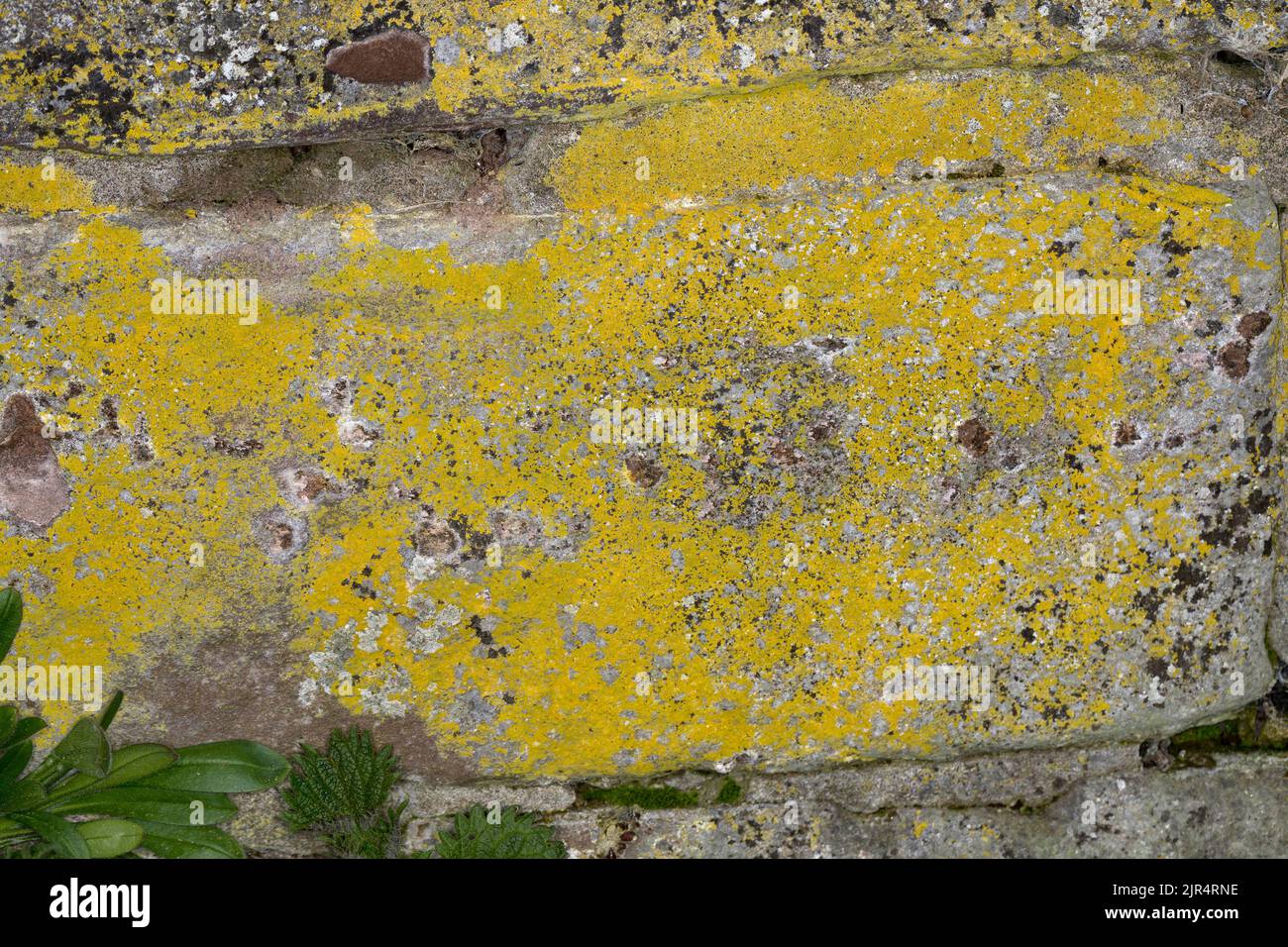 Lichen (Candelariella vitellina), pousse sur un mur, Allemagne Banque D'Images