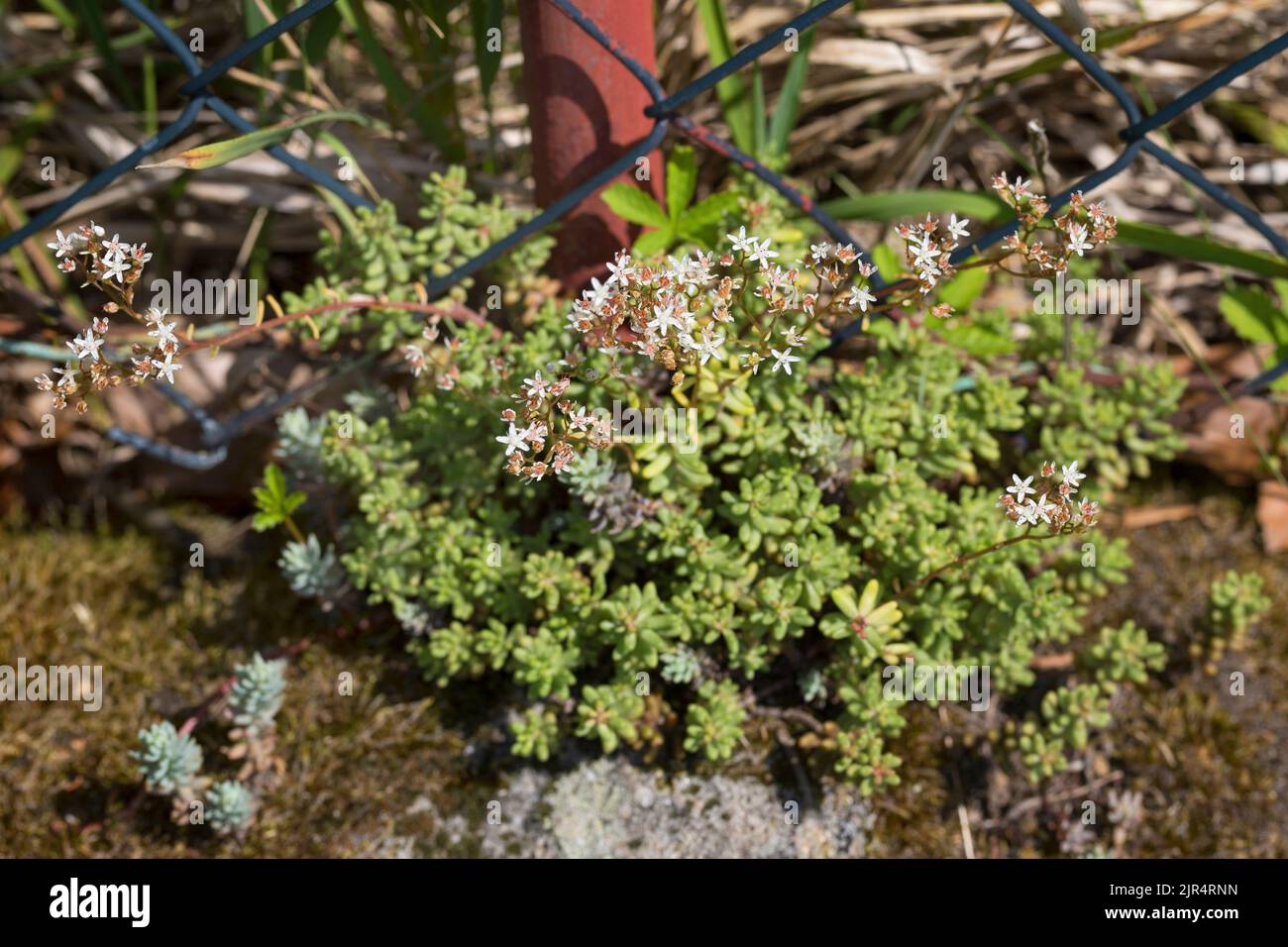 White stonecrop (Sedum album), floraison à une clôture, Allemagne Banque D'Images