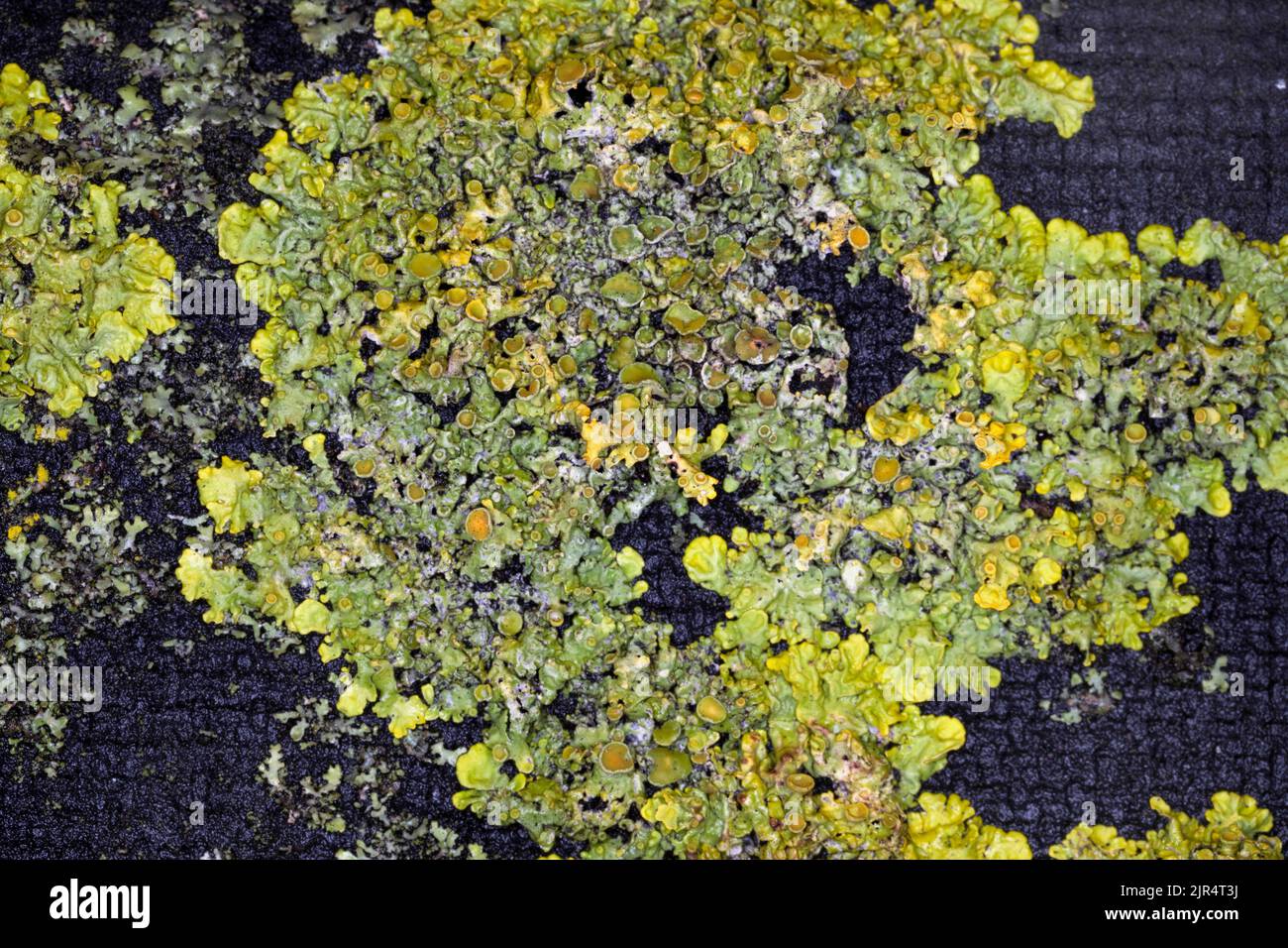 Lichen (Candelariella vitellina), pousse sur un mur, Allemagne Banque D'Images