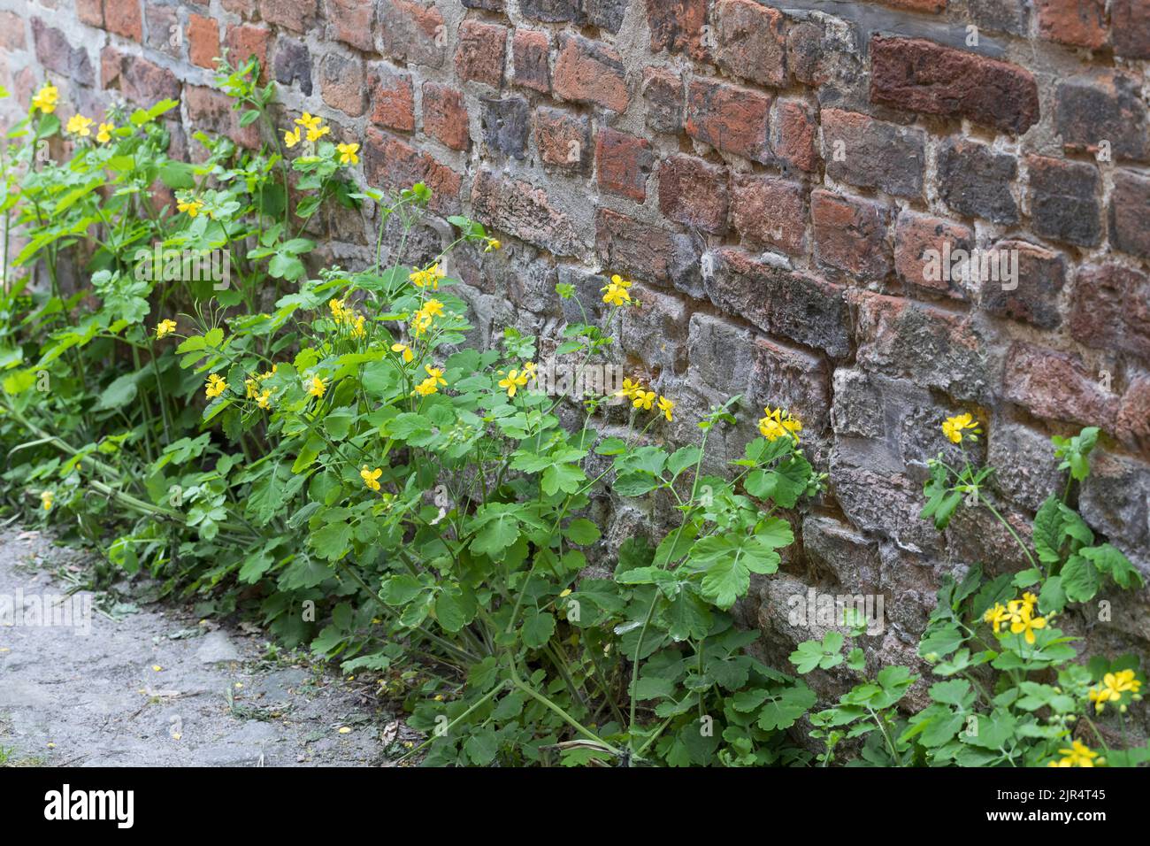 La plus grande celandine (Chelidonium majus), pousse dans les trous d'un pavé au pied d'un mur, l'Allemagne Banque D'Images