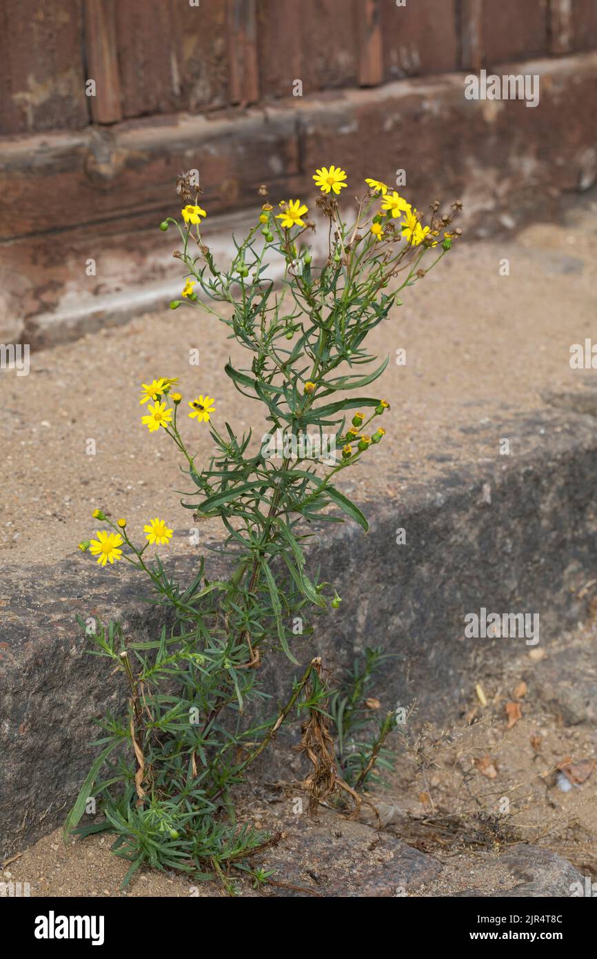 Ragwort à feuilles étroites (Senecio inaequidens), floraison au côté de la voie, Allemagne Banque D'Images