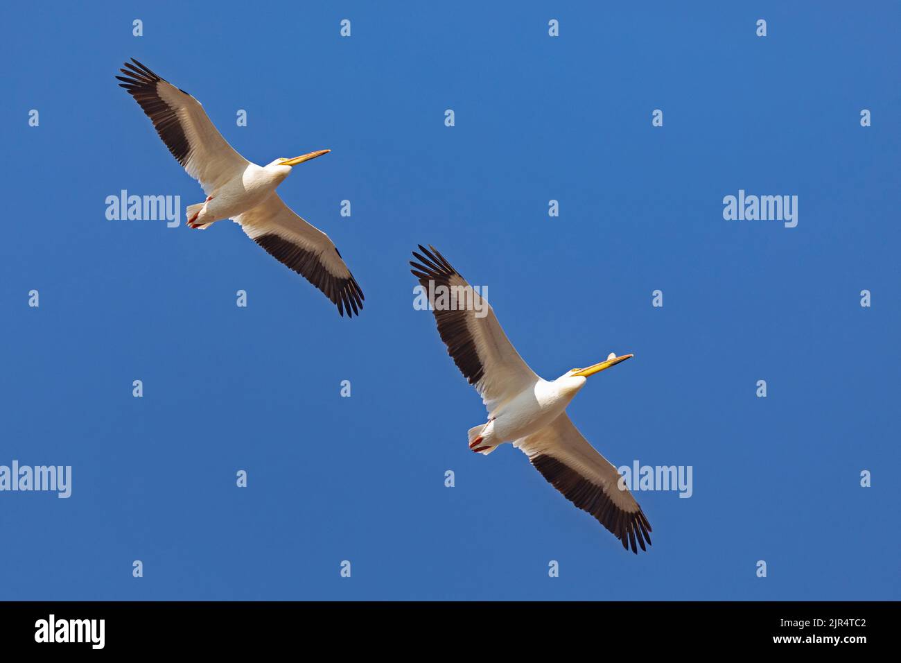 Pélican blanc américain (Pelecanus erythrorhynchos), deux pélicans blancs américains en vol dans le ciel bleu, Canada, Manitoba, Whitemouth Falls provincial Banque D'Images