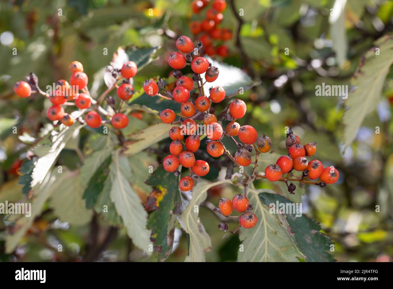 Whitebeam suédois (Sorbus intermedia), fruiting twigg, Allemagne Banque D'Images