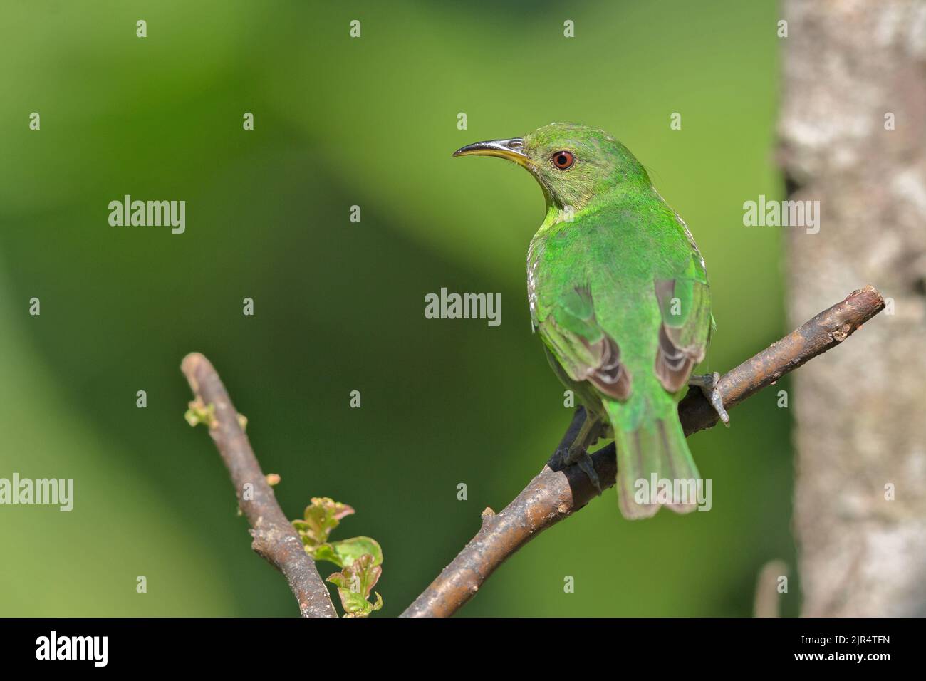 Réducteur de miel vert (Chlorophanes spiza), femelle perchée sur une branche, Canada, Mata Atlantica Banque D'Images