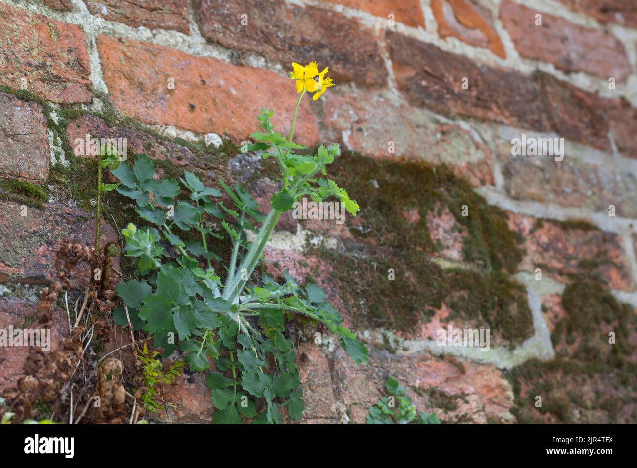 La plus grande celandine (Chelidonium majus), pousse dans les trous d'un mur, l'Allemagne Banque D'Images