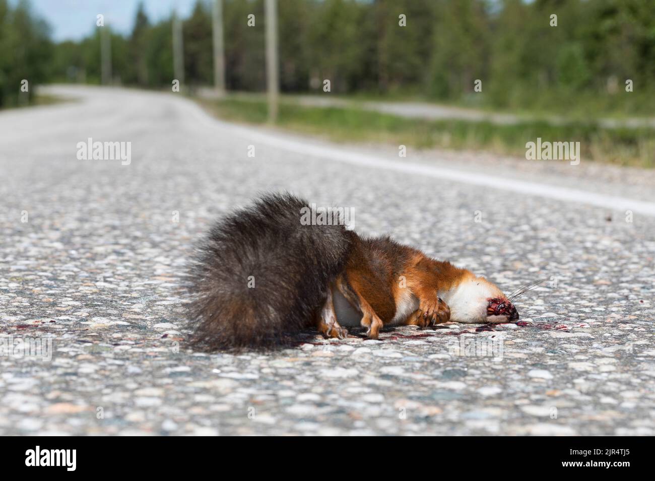 Écureuil rouge européen, écureuil rouge eurasien (Sciurus vulgaris), mort sur la route, Scandinavie Banque D'Images