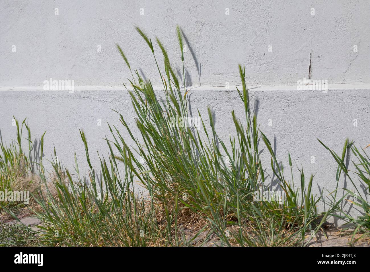 Orge de souris (Hordeum murinum), dans les trous de pavage à un mur de maison, Allemagne Banque D'Images