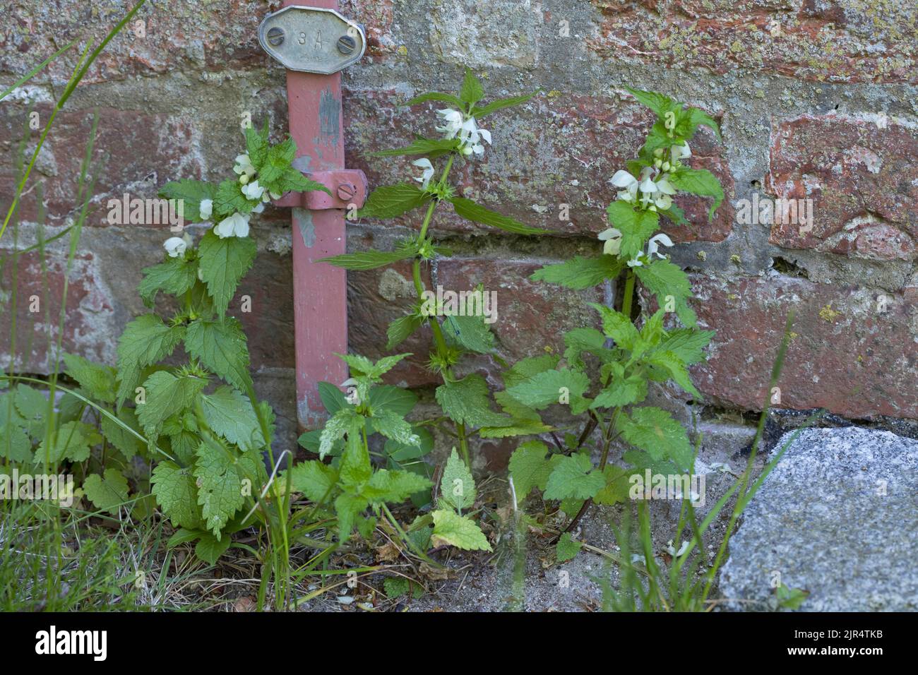 Blanc Dead-nettle, blanc Deadnettle (album de Lamium), pousse au pied d'un mur, en Allemagne Banque D'Images