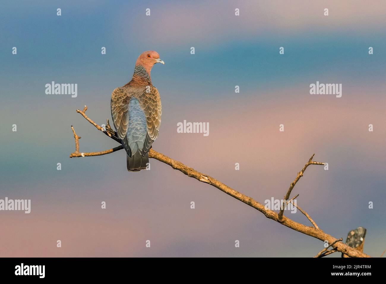 Picazuro Pigeon (Patagioenas picazuro), perché sur une branche, Brésil, Parc national Serra da Canastra Banque D'Images