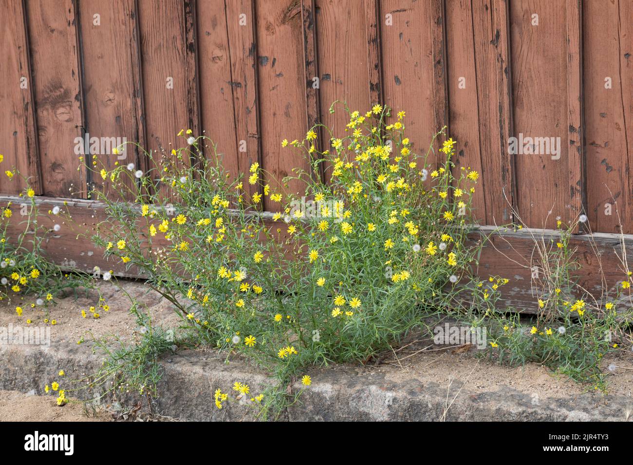 Ragwort à feuilles étroites (Senecio inaequidens), floraison au côté de la voie, Allemagne Banque D'Images