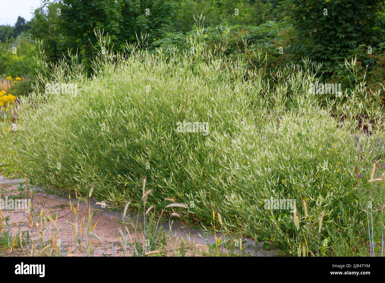 Mélilot blanc, le mélilot blanc (Melilotus albus, Melilotus alba), la floraison, Allemagne Banque D'Images