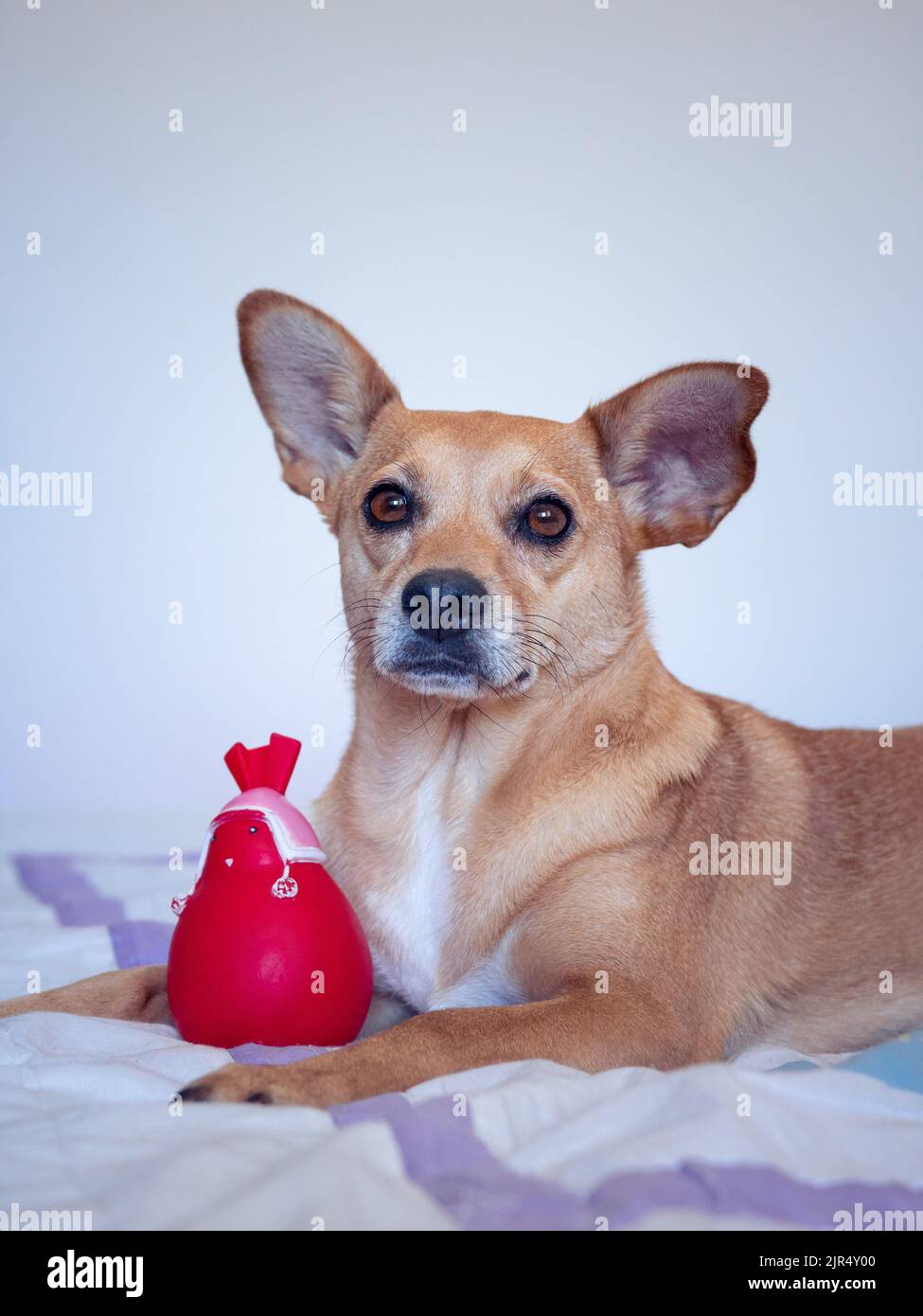 Un adorable chien marron mixte aux oreilles perky et aux yeux pointés qui se dressent sur un lit confortable à côté d'un jouet rouge grinçant Banque D'Images