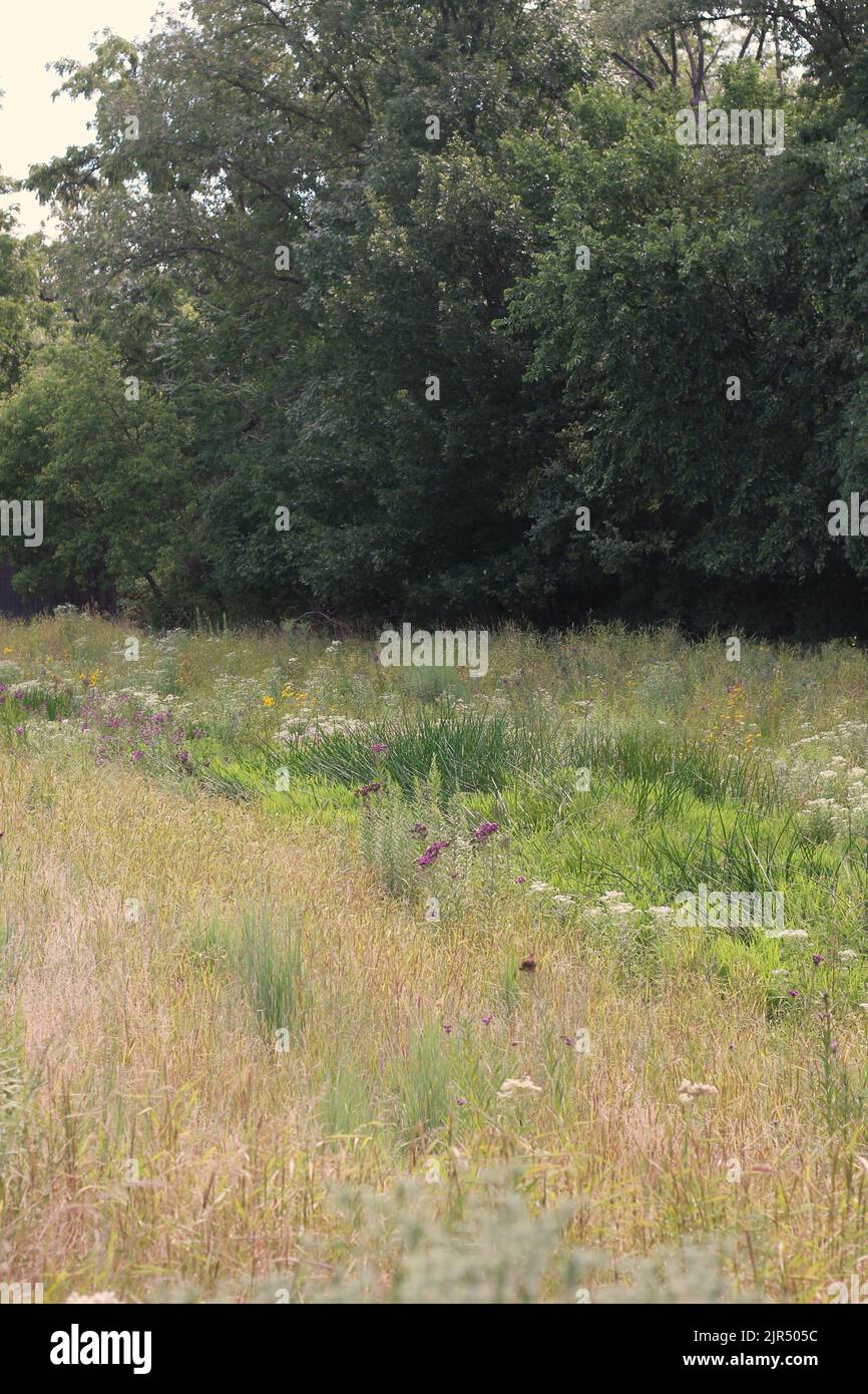 Champ de fleurs sauvages plein de plantes d'été et de fleurs qui poussent dans la prairie ensoleillée. Banque D'Images