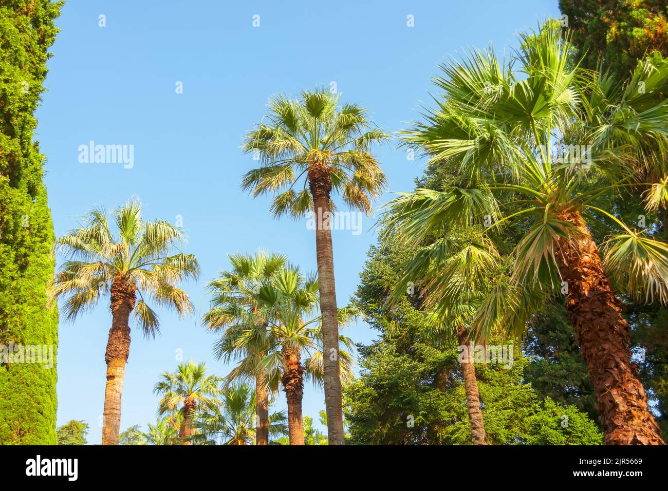 La culture de palmiers dans un parc subtropical avec une végétation différente Banque D'Images