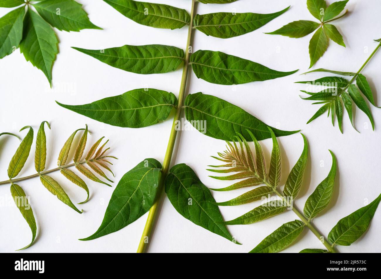Brindilles à feuilles vertes d'ailanthus altissima et de parthenocissus en gros plan sur fond blanc. Composition de feuilles ornementales. Banque D'Images