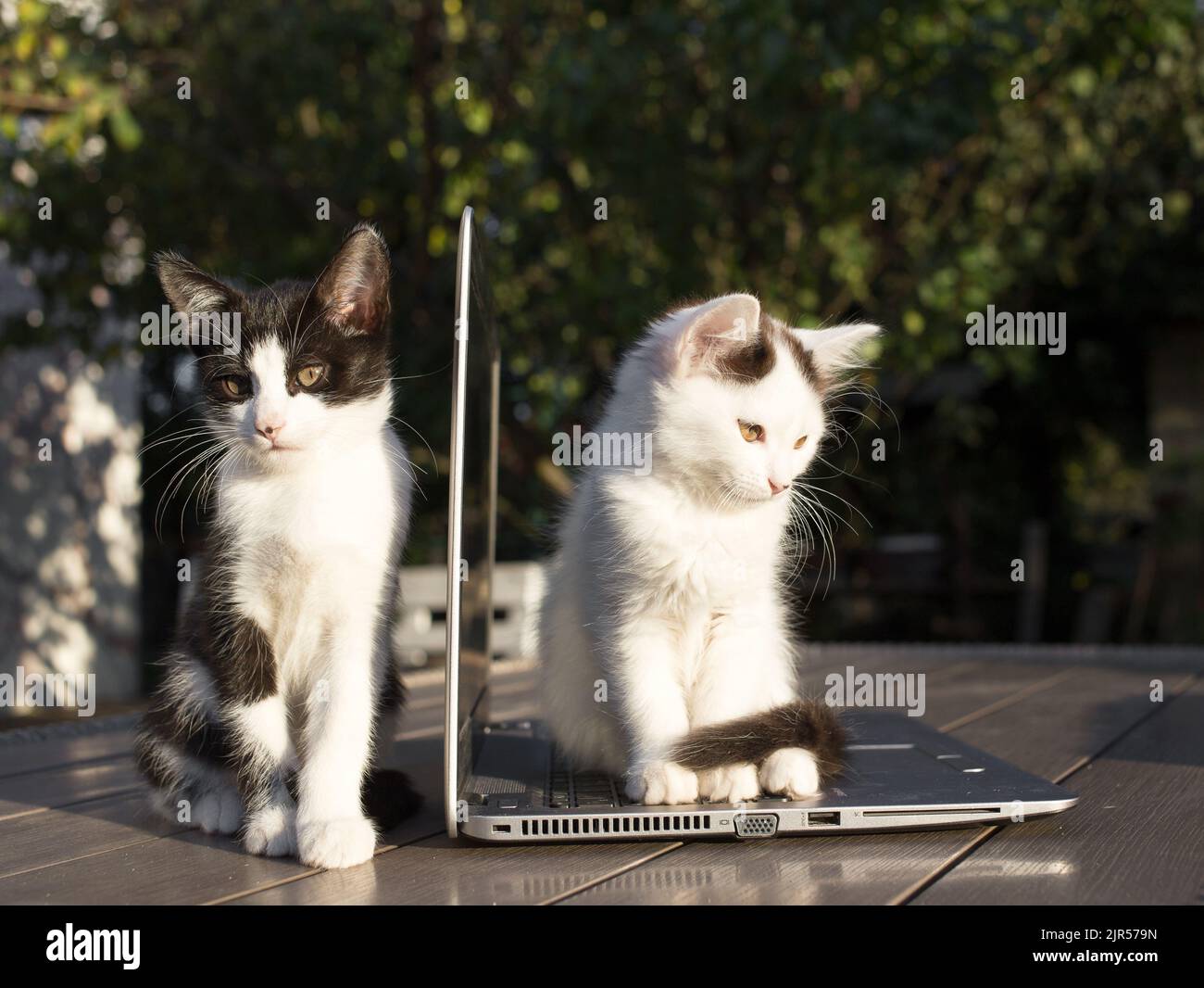 deux chatons sont assis côte à côte sur la table divisée par l'écran d'un ordinateur portable ouvert. Amour pour les chats. Assistants de travail en ligne, bureau à domicile. Freelance. Banque D'Images