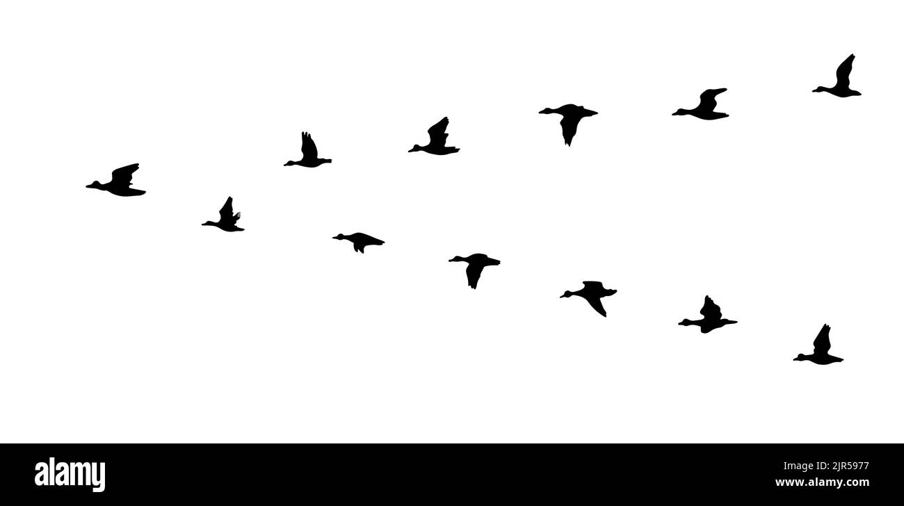Silhouette de canard volant. Illustration vectorielle Illustration de Vecteur