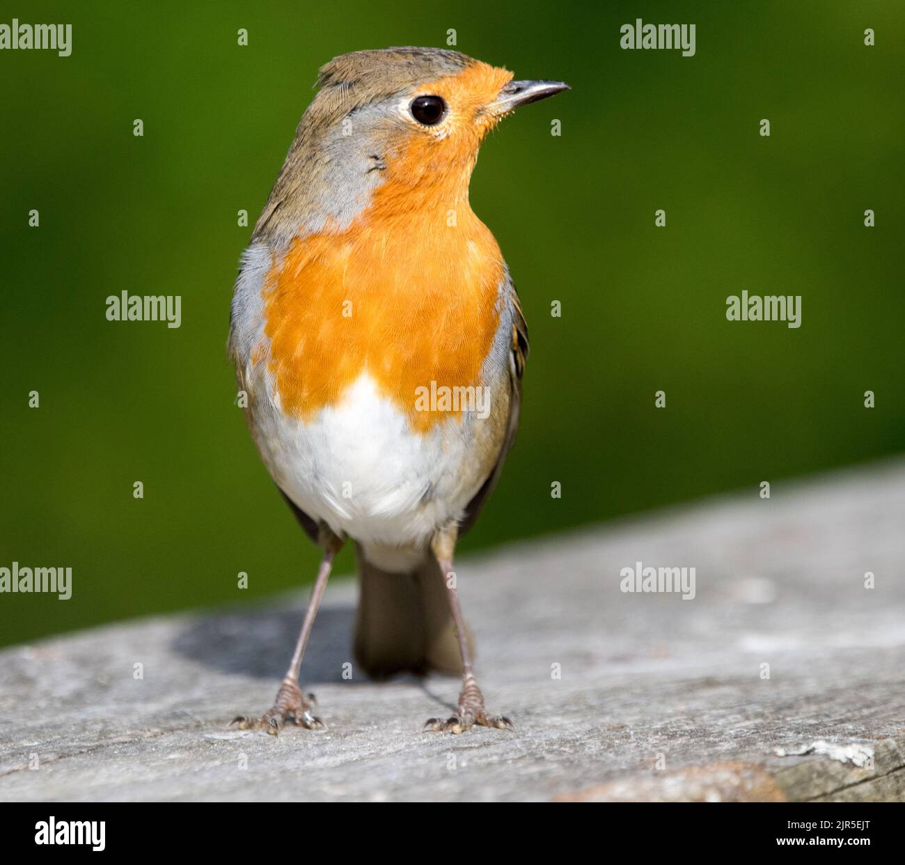 Robin (Erithacus rubecula aux abords) Banque D'Images