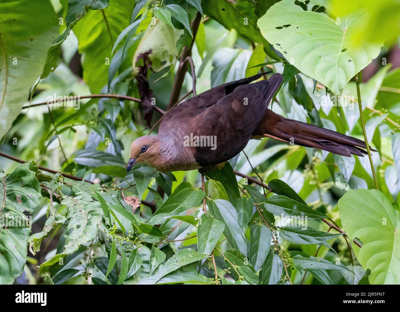 Un Cuckoo-Dove de Sultan (Macropygia doreya) qui se dresse sur l'arbre. Halmahera, Indonésie. Banque D'Images