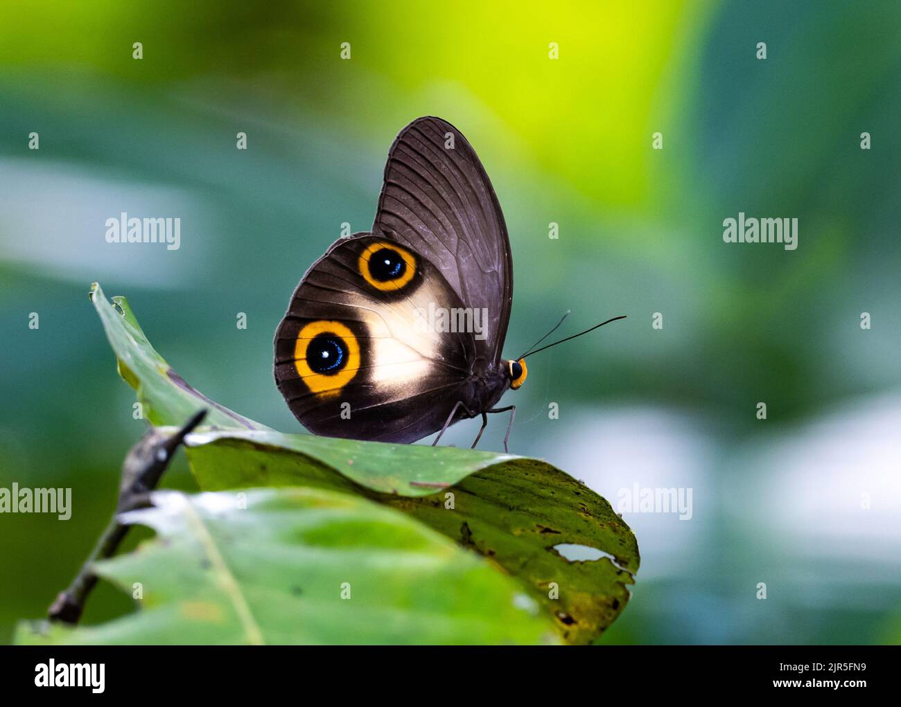 Un papillon à hibou soyeux (Taenaris macrops) avec de grandes taches oculaires sur ses ailes pour effrayer les prédateurs. Halmahera, Indonésie. Banque D'Images