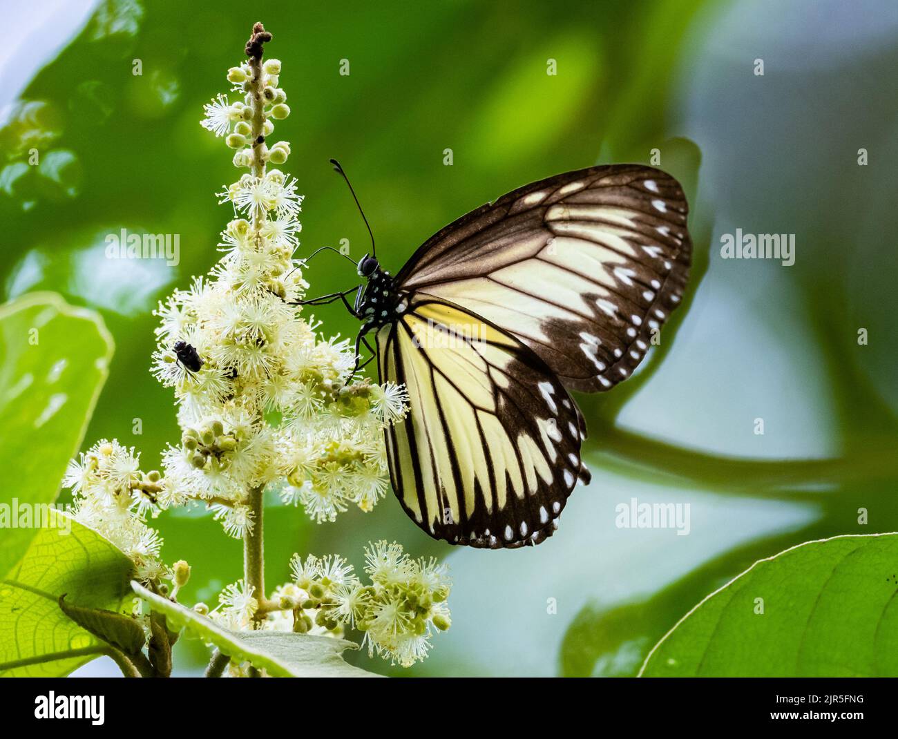 Un papillon tigre vitreux jaune (Parantica aspasia). Halmahera, Indonésie. Banque D'Images
