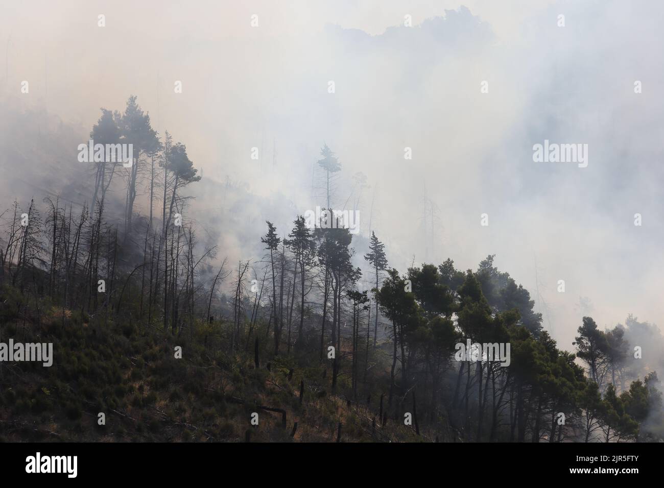 Sant'Agata di Puglia, Italia - 21 agosto 2022: l'incendidio boschivo divampato durante la note che ha disquito la pineta del monte della Croce Banque D'Images