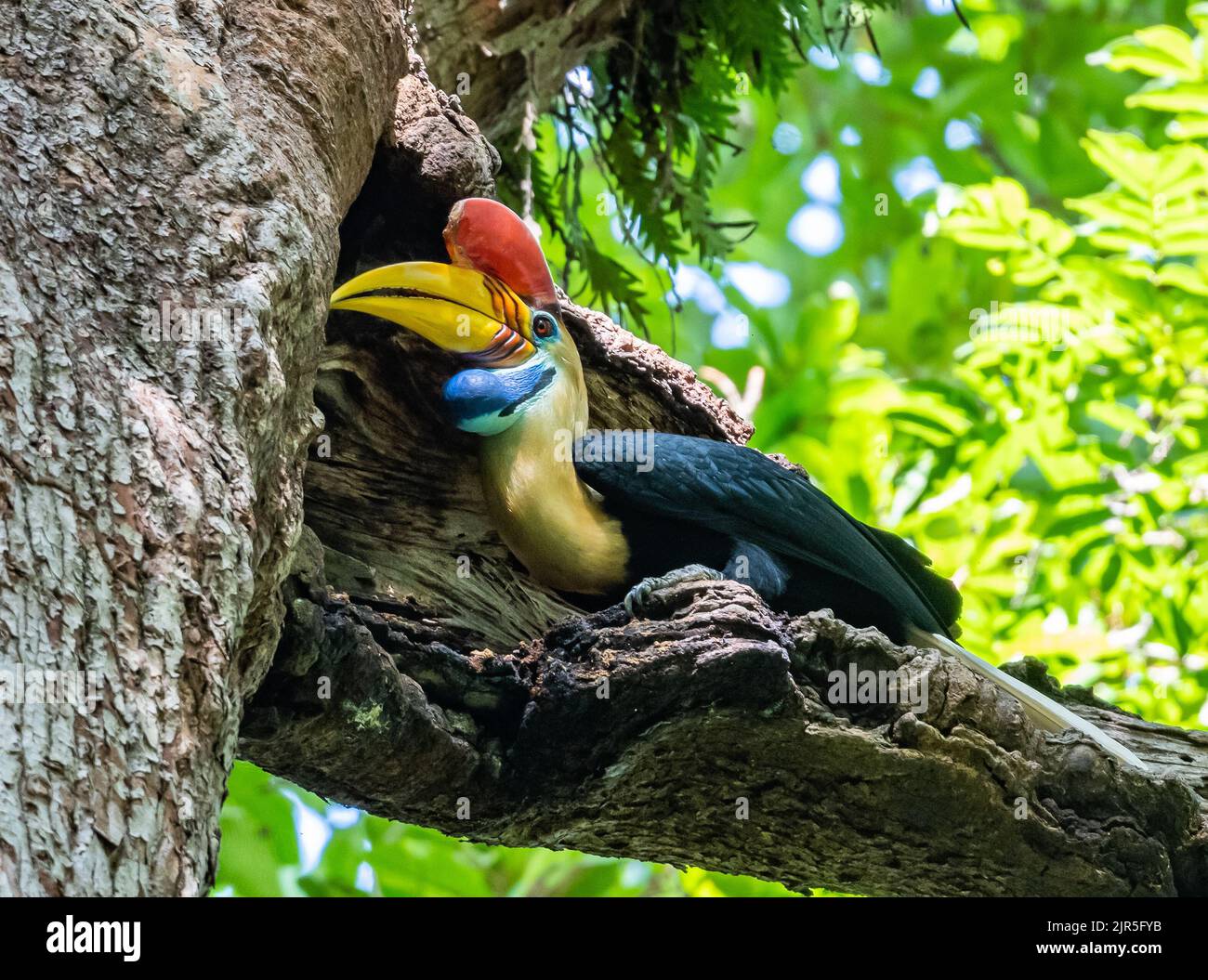 Un mâle a attrapé Hornbill (Rhyticeros cassidix) nourrissant une femelle reproductrice dans son nid. Parc national de Tangkoko, Sulawesi, Indonésie. Banque D'Images