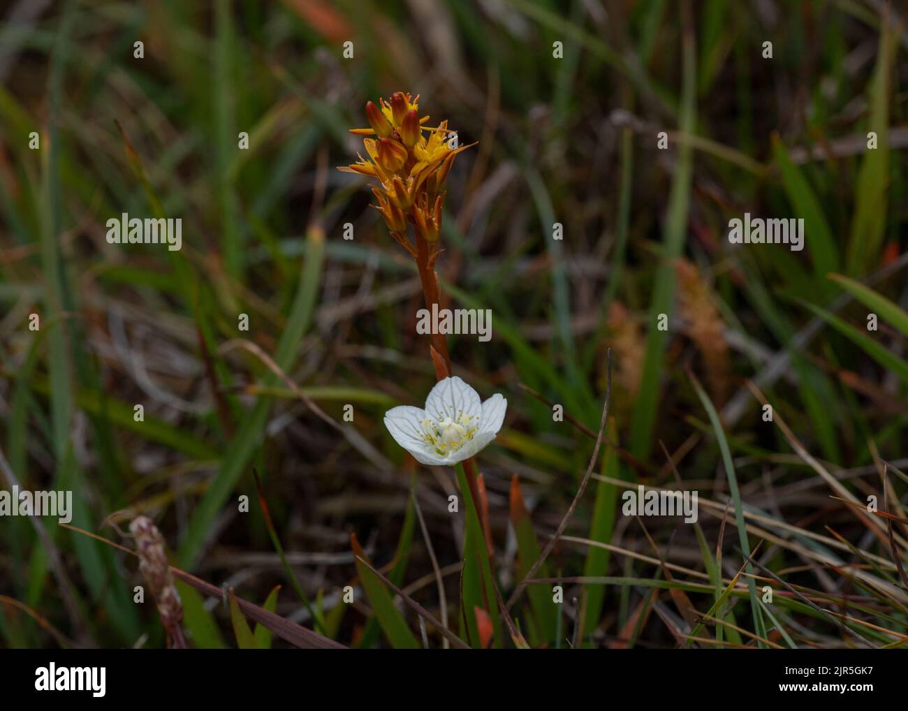 Herbe de Parnassus (Parnassia palustris) et de Bog Asphodel (Narthecium ossifragum), en croissance dans le sol de boghei, Lingness, nidification sud, Shetland. Banque D'Images