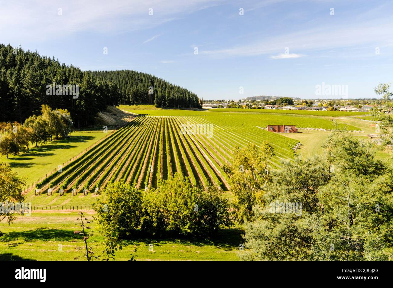 Les vignobles de la plus ancienne cave de vinification et du lieu de naissance de Nouvelle-Zélande, « Mission Estate à Napier, Hawkes Bay sur l'île du Nord. Banque D'Images