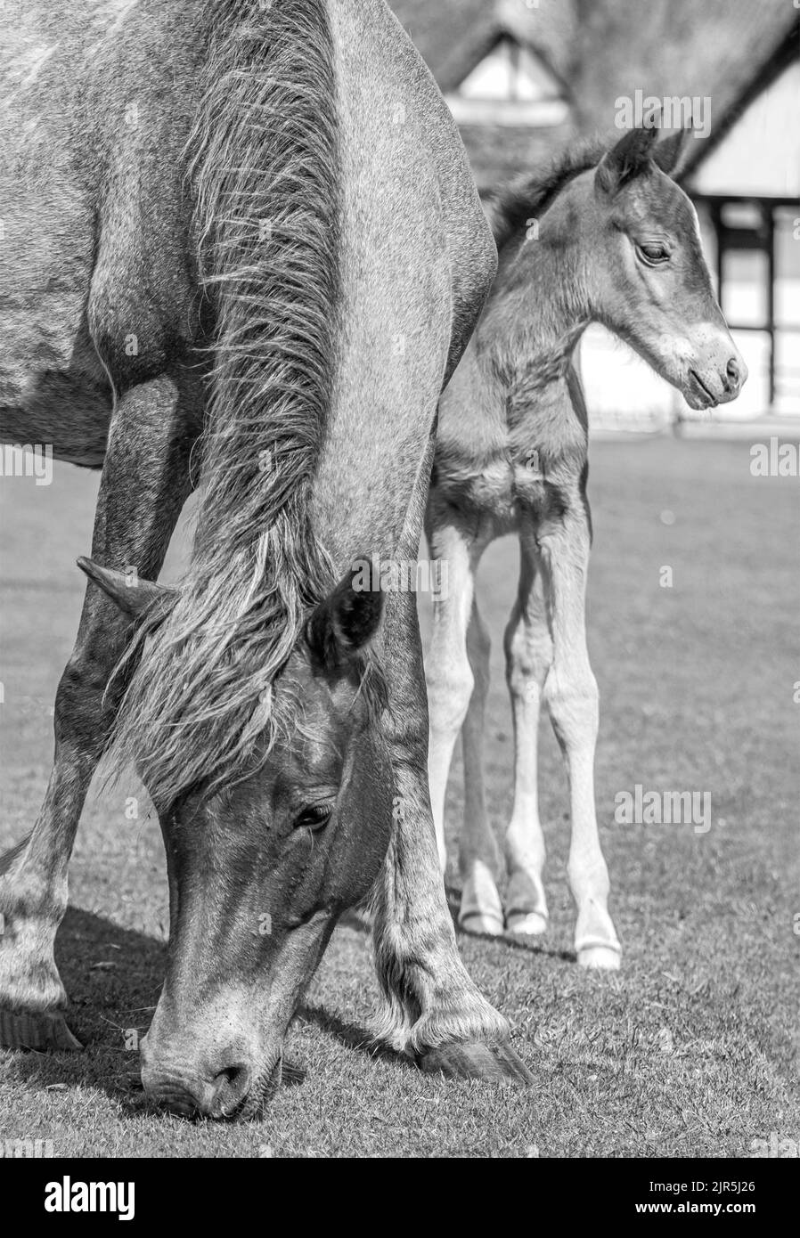 Réserve naturelle de New Forest Pony Mare avec foal au New Forest Wildlife Park, en Angleterre Banque D'Images