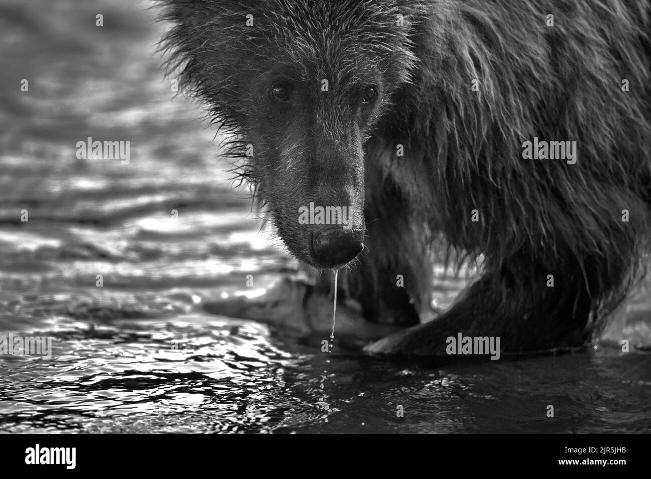 Photo en niveaux de gris d'un ours brun (Ursus arctos) dans l'eau à Kamchatka, en Russie Banque D'Images