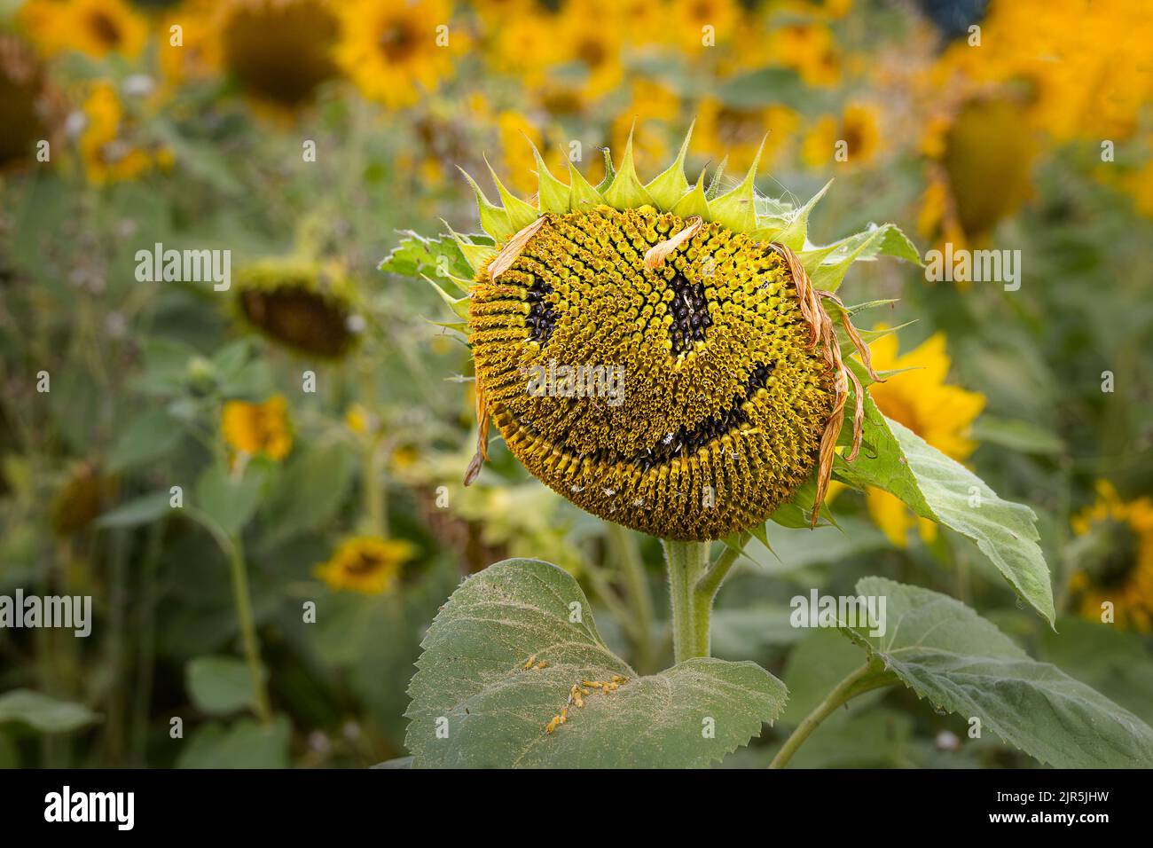 Tournesol (Helianthus) Banque D'Images