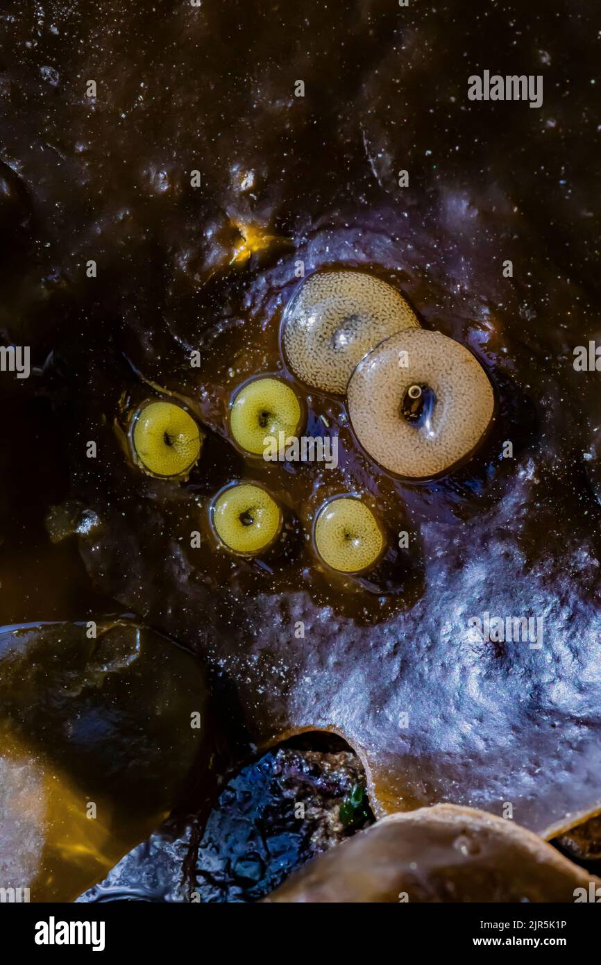 Lacuna du nord, lacuna vincta, œufs d'escargot sur varech à Tongue point dans l'aire de loisirs de Salt Creek le long du détroit de Juan de Fuca, péninsule olympique, Banque D'Images