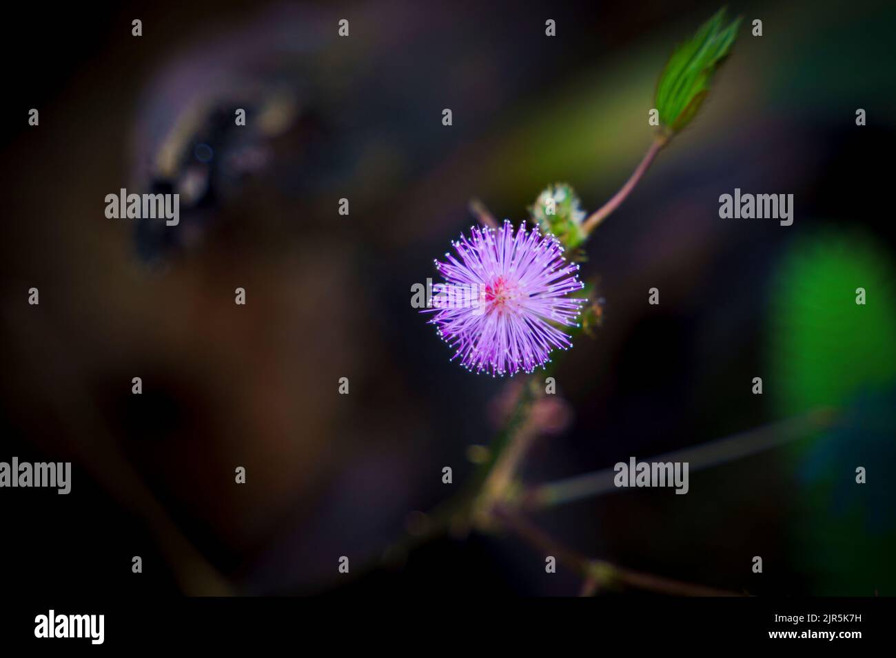 gros plan macro photo de l'herbe pantropicale mimosa pudica également connu sous le nom de plante de honte ou de plante sensible. Banque D'Images