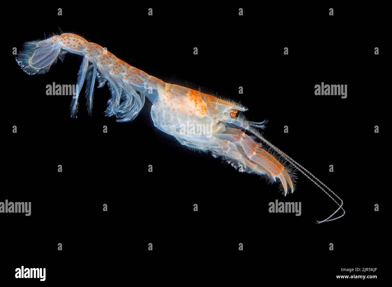 Homard à la boue, krill (Upogebia stellata), Bergen, Norvège, océan Atlantique Nord, Europe Banque D'Images