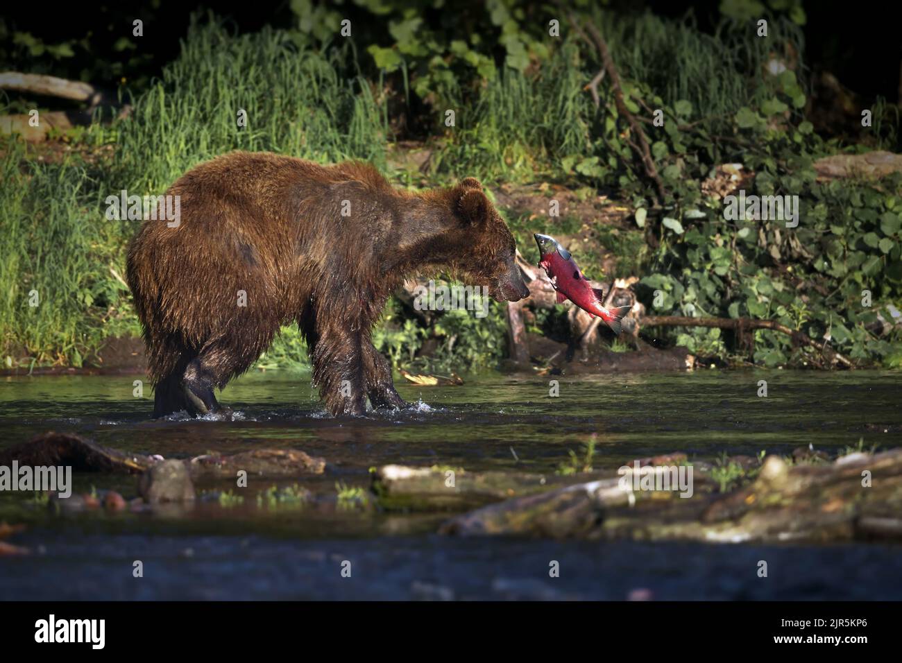 Un ours brun essayant de prendre un poisson volant debout dans une rivière près d'une rive verte Banque D'Images