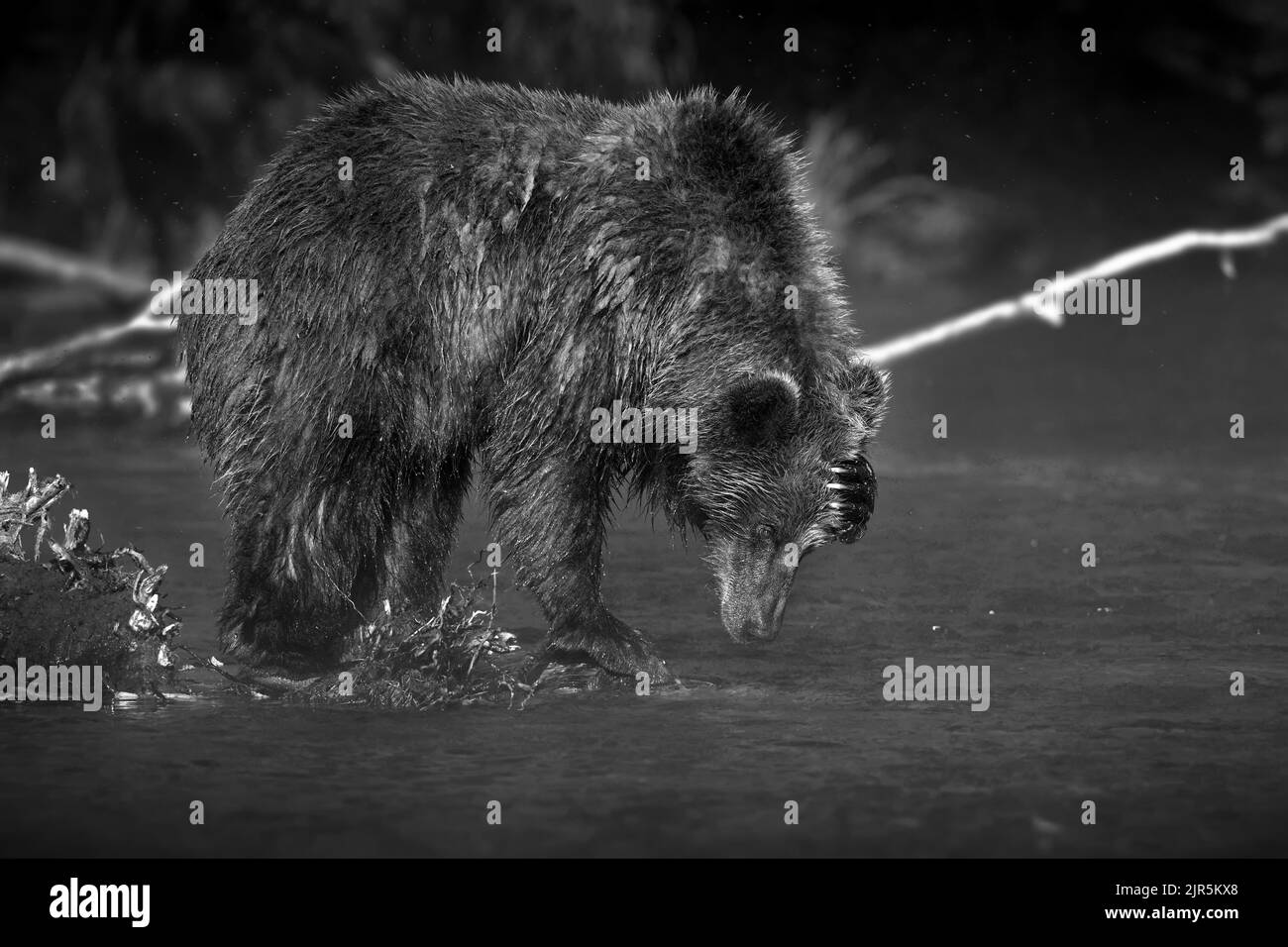 Gros plan en échelle de gris d'un ours brun lavant son visage avec sa paume à l'eau de la rivière Banque D'Images