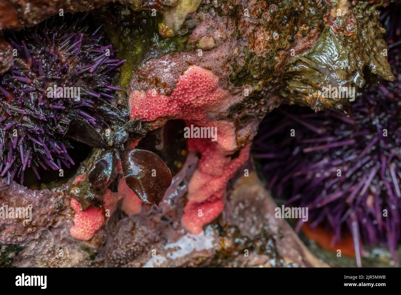 Hydrocorail encroisant le rose, Stylantheca papillosa, avec oursins pourpre à Tongue point, dans l'aire de loisirs de Salt Creek, le long du détroit de Juan de F Banque D'Images