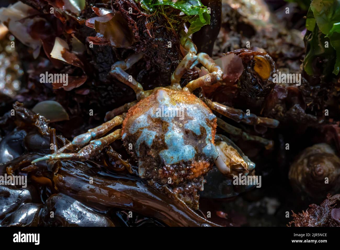 Crabe à coquille noire, Lophopanopeus bellus, transportant des œufs (visibles à l'extrémité de la carapace) à Tongue point, dans la zone récréative de Salt Creek, le long du détroit de Banque D'Images