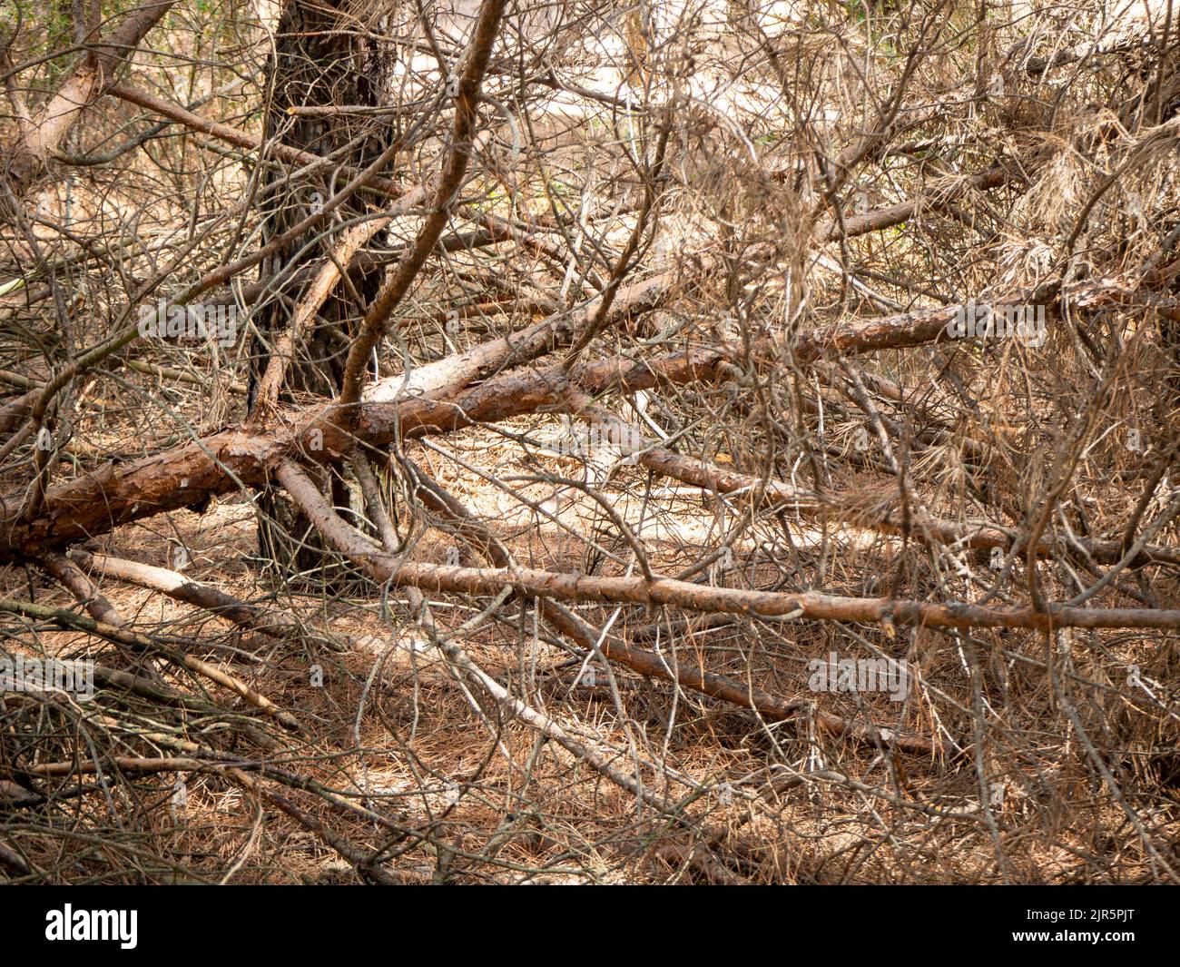 Image de changement climatique d'un réservoir avec une branche d'arbre sèche. Concept de sécheresse Banque D'Images