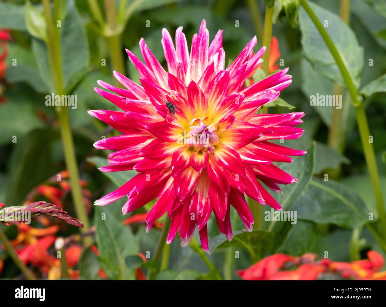 Dahlia Tahiti Sunrise Banque D'Images