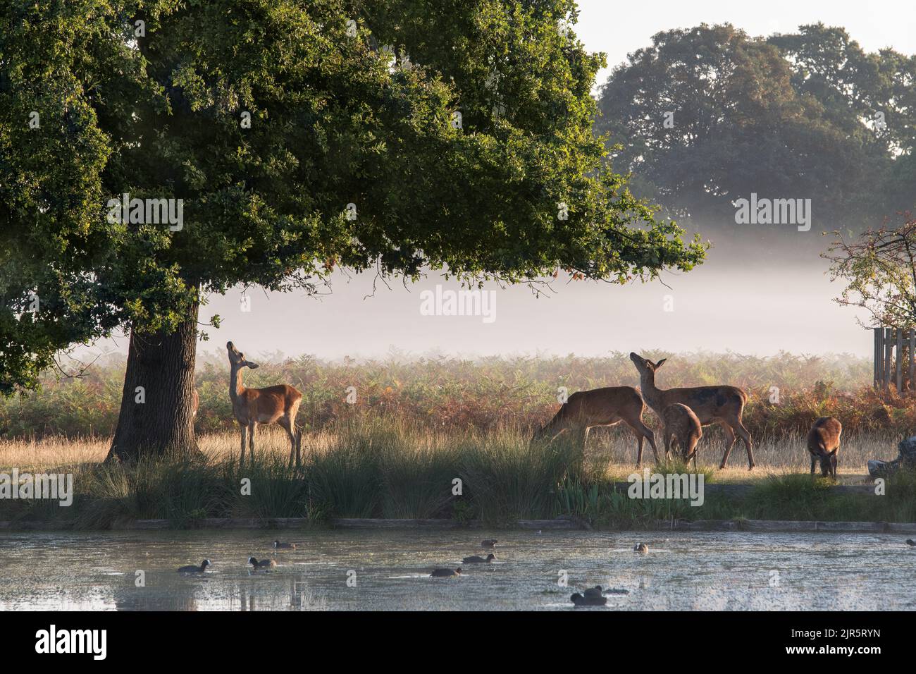 Deer essayant de s'efforcer de trouver les feuilles hors de portée Banque D'Images