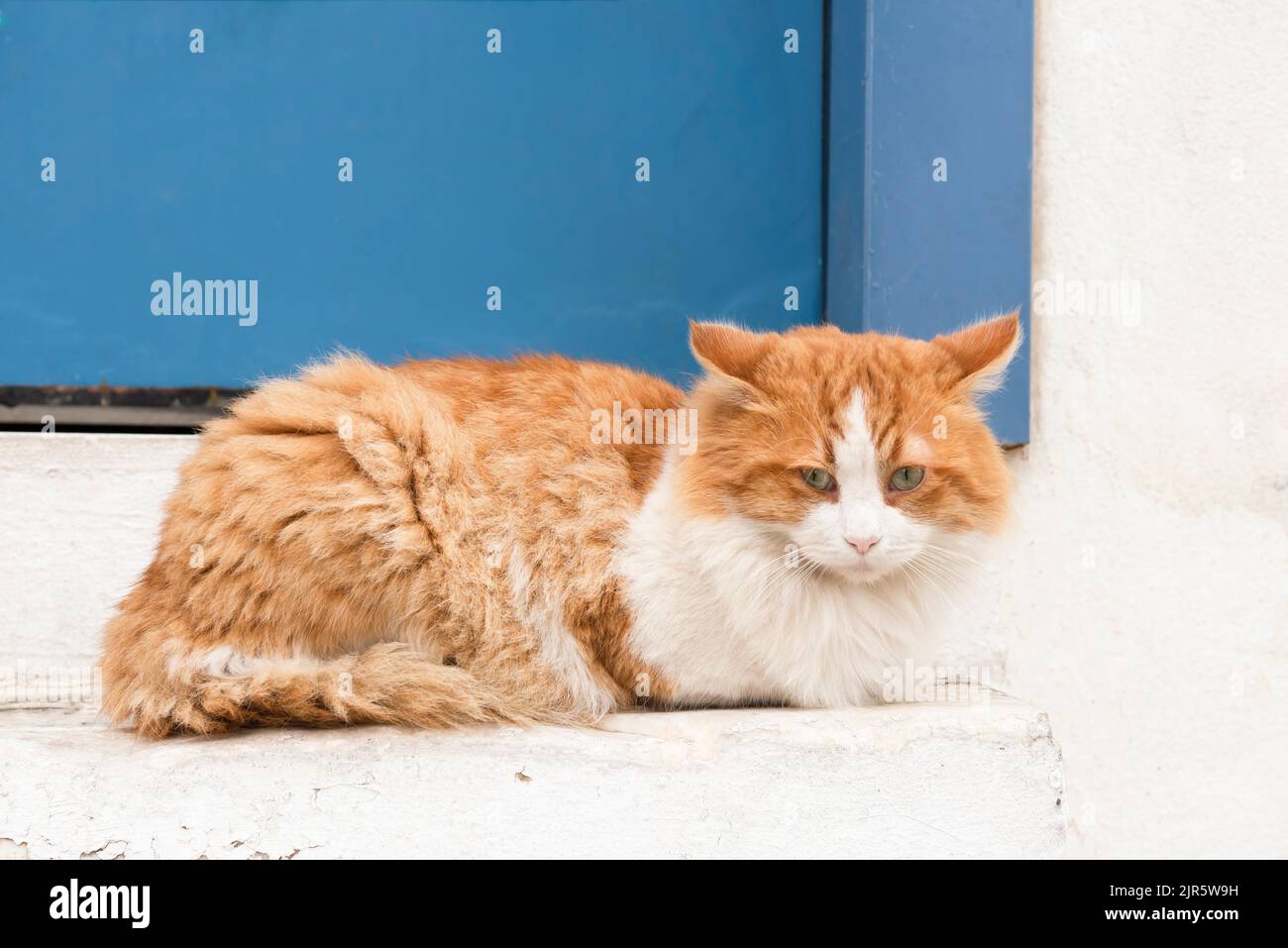 Gros plan d'un chat pendant la saison de la chute Banque D'Images