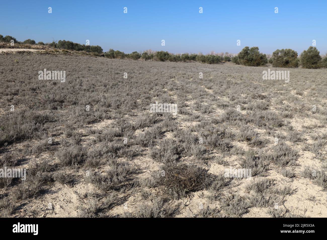 Thym sur un champ rural. Albacete Banque D'Images