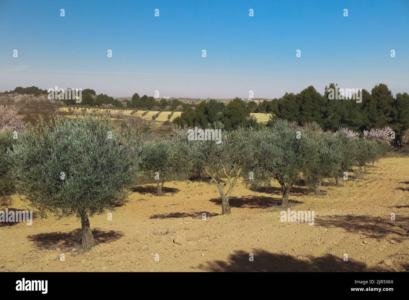 Culture d'oliviers dans le champ agricole en Espagne Banque D'Images