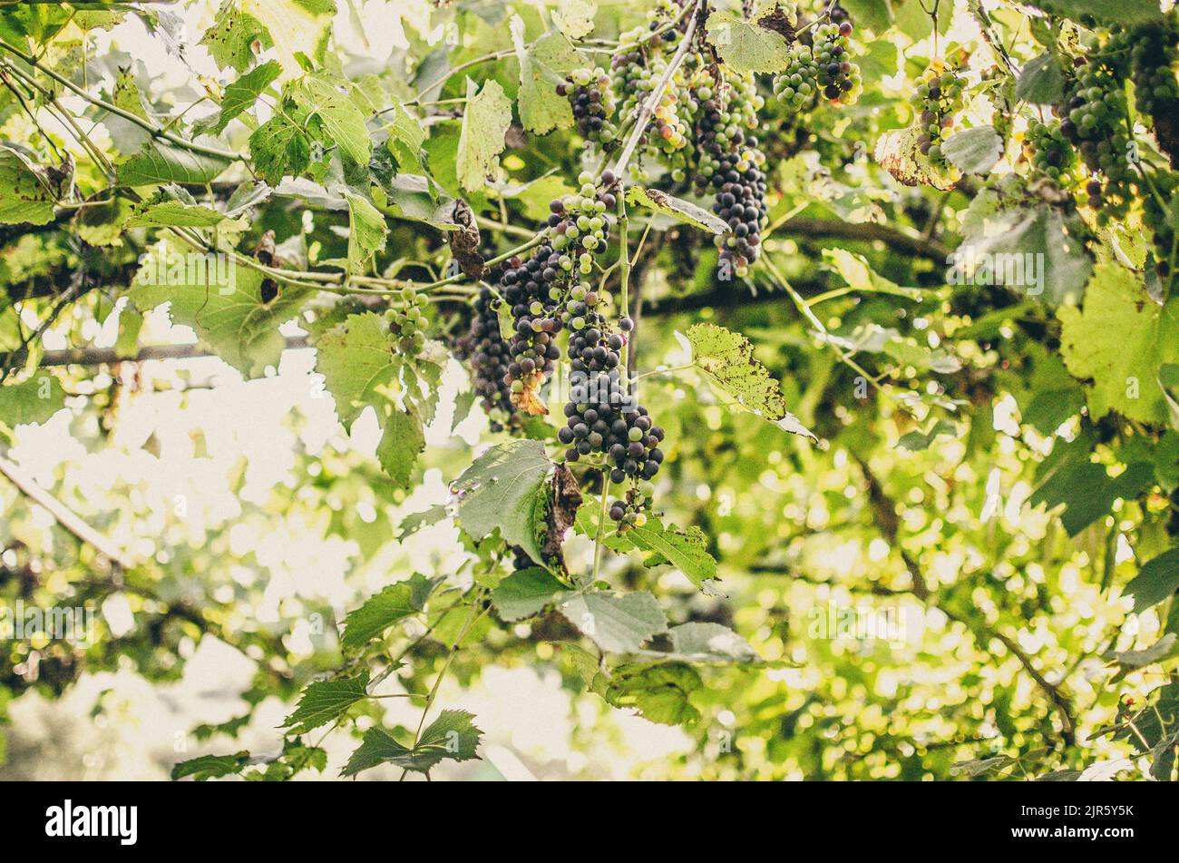 Vignobles au soleil pendant la récolte d'automne. Raisins mûrs en automne en Transylvanie. Banque D'Images